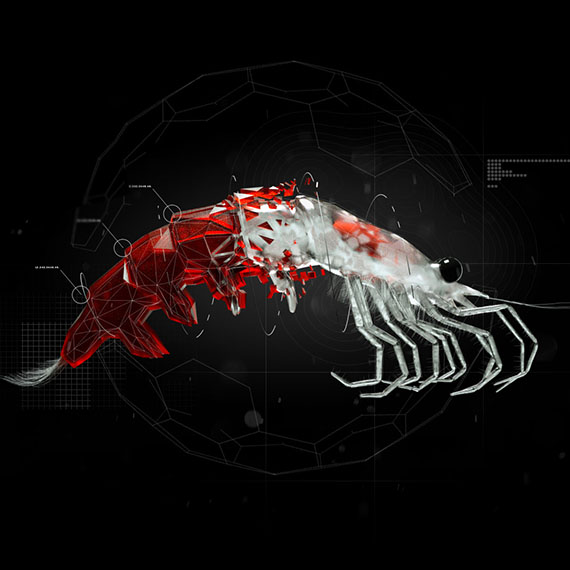 Rimfrost Krill